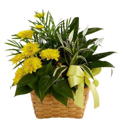 Green plant, and yellow flowers in a basquet